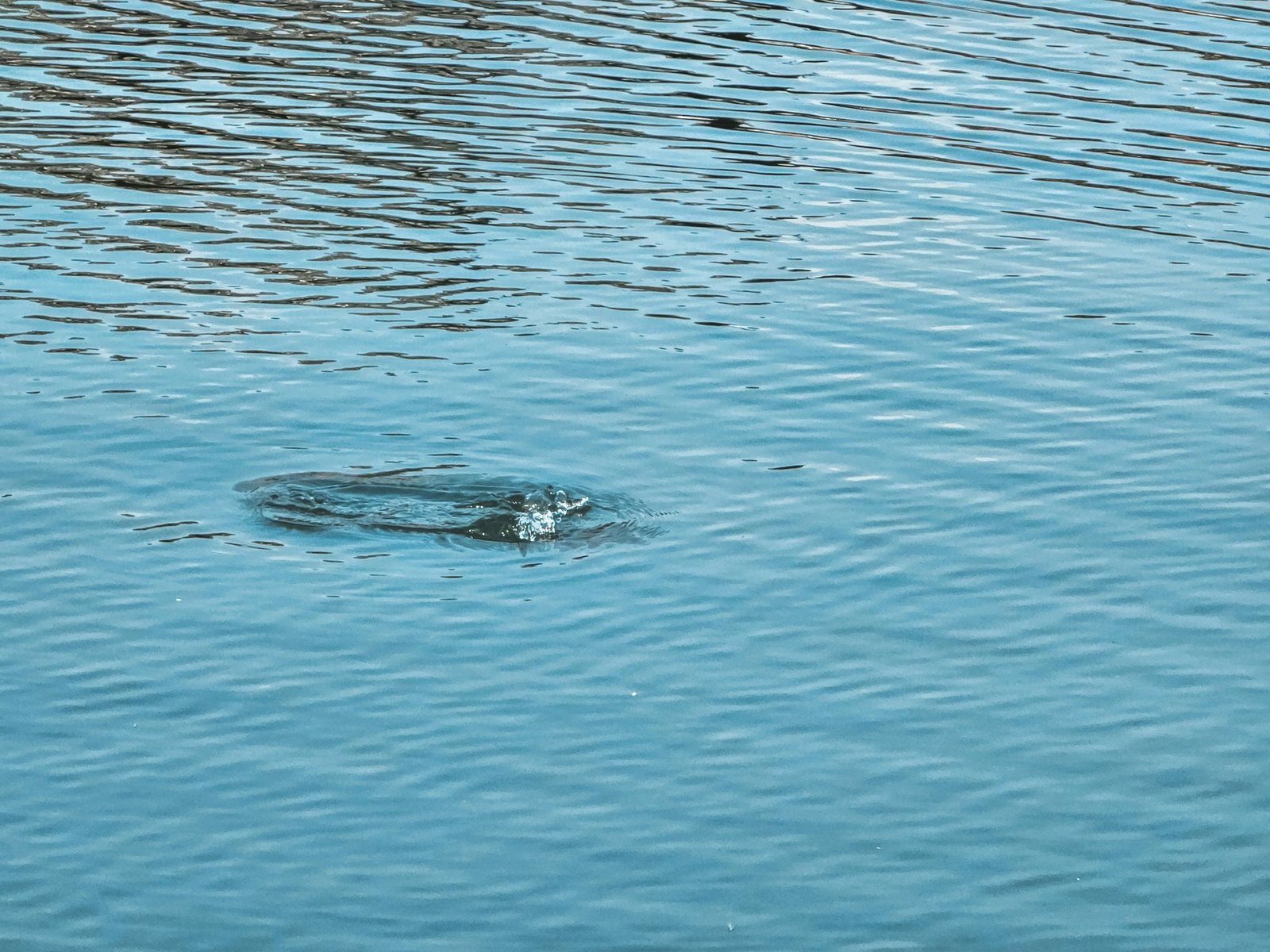 Screenshots of popular stress management apps side by side