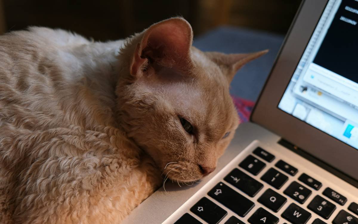 Is the Zen Sensor App Your Secret Weapon for Stress Relief? (Spoiler: It Might Be.)